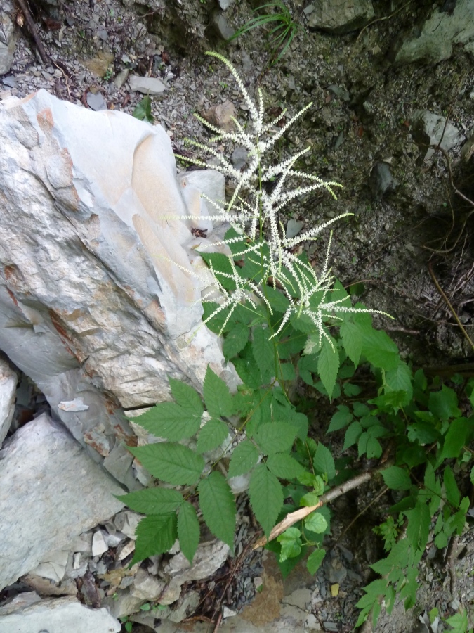 Изображение особи Aruncus sylvestris.