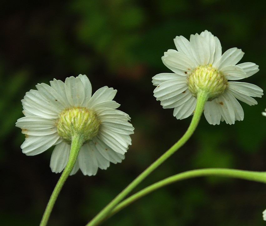 Изображение особи Pyrethrum poteriifolium.