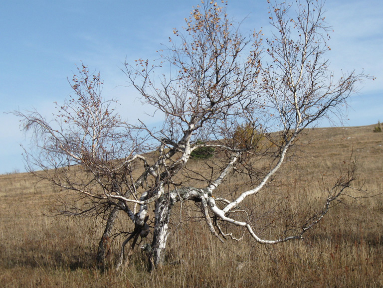 Изображение особи Betula pendula.