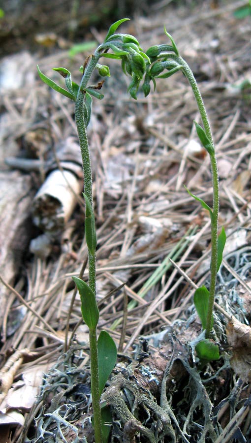 Image of Epipactis microphylla specimen.