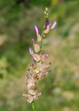 Astragalus schrenkianus