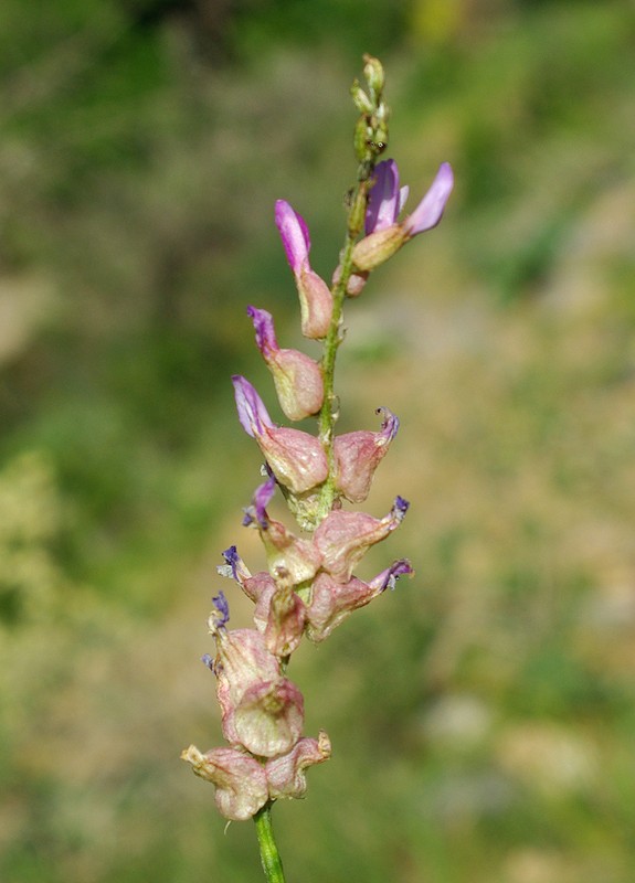 Image of Astragalus schrenkianus specimen.