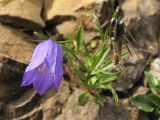 Campanula kladniana