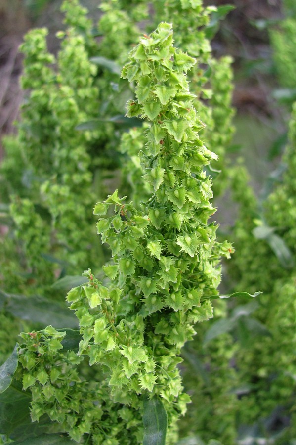 Image of Rumex stenophyllus specimen.