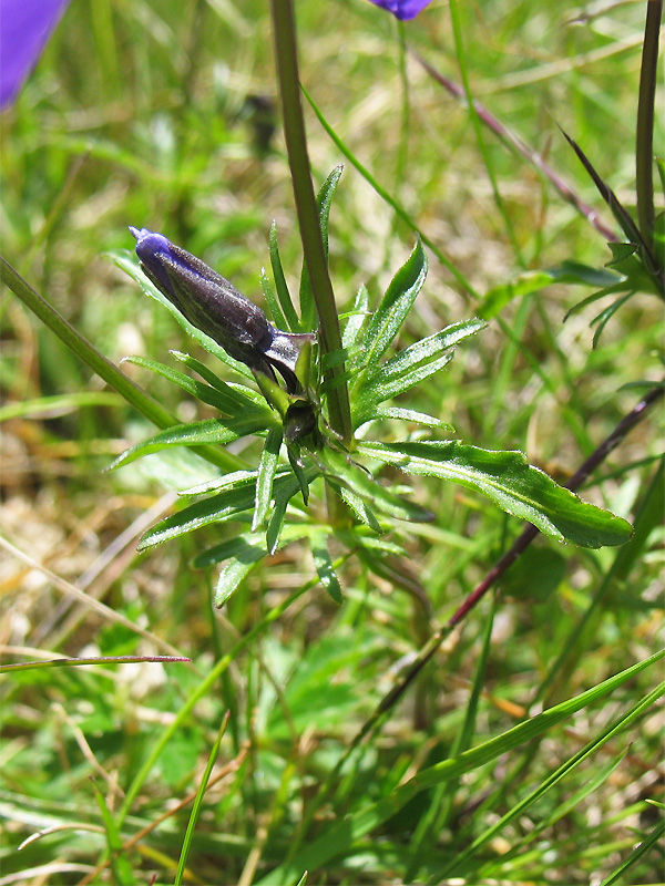 Изображение особи Viola declinata.