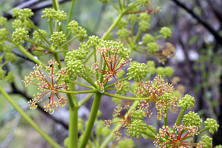 Image of genus Ferula specimen.