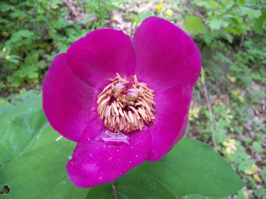 Изображение особи Paeonia caucasica.