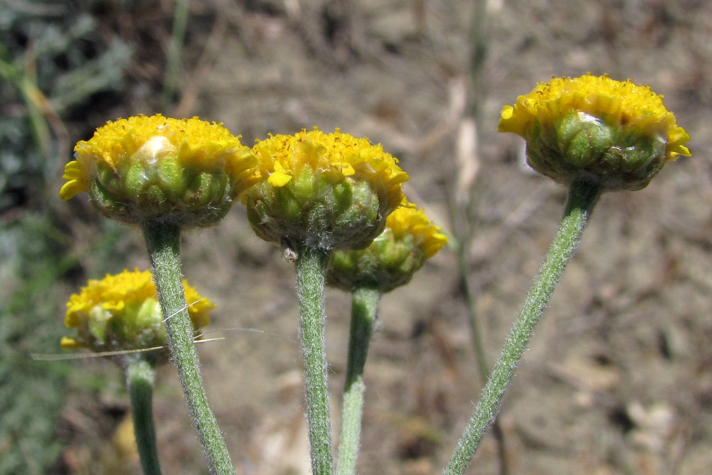 Image of Tanacetum achilleifolium specimen.