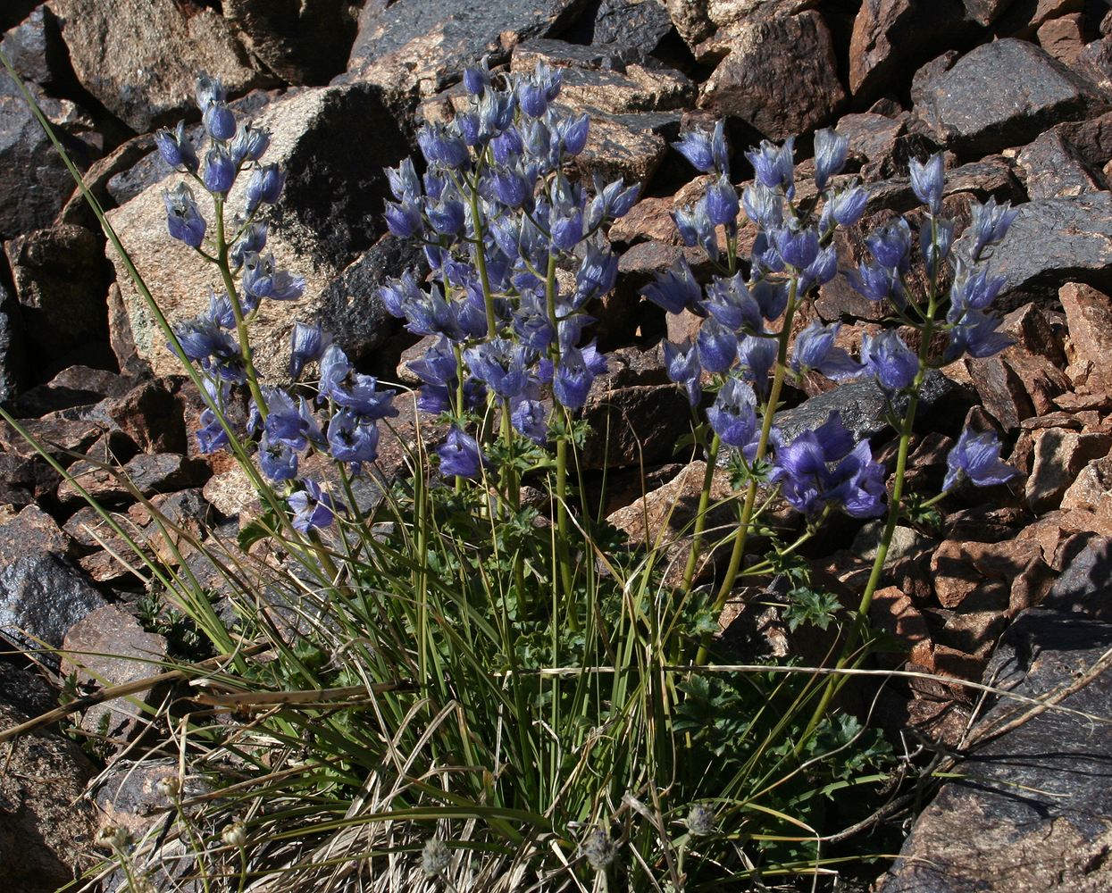 Image of Delphinium brunonianum specimen.