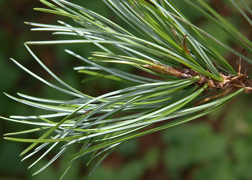 Image of Pinus sibirica specimen.