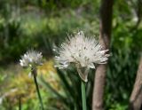 Allium pseudostrictum