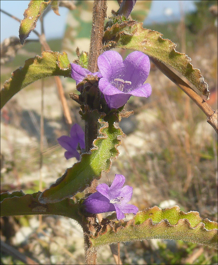 Изображение особи Campanula komarovii.