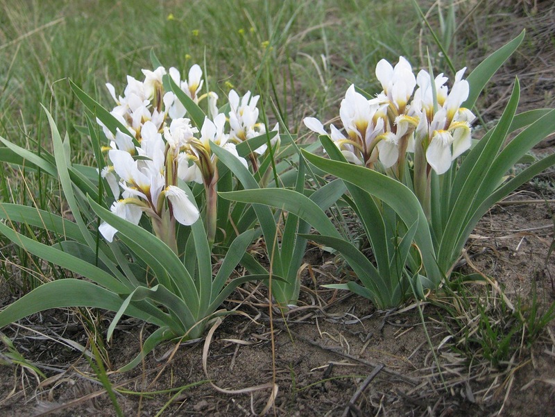 Image of Iris glaucescens specimen.