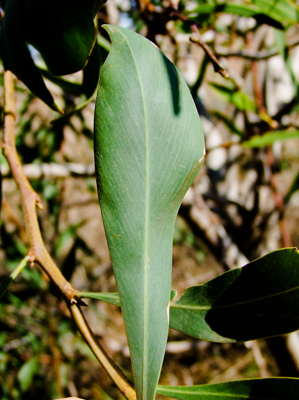 Image of Acacia saligna specimen.