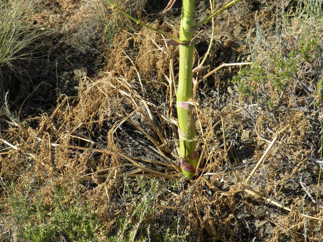 Image of Ferula paniculata specimen.