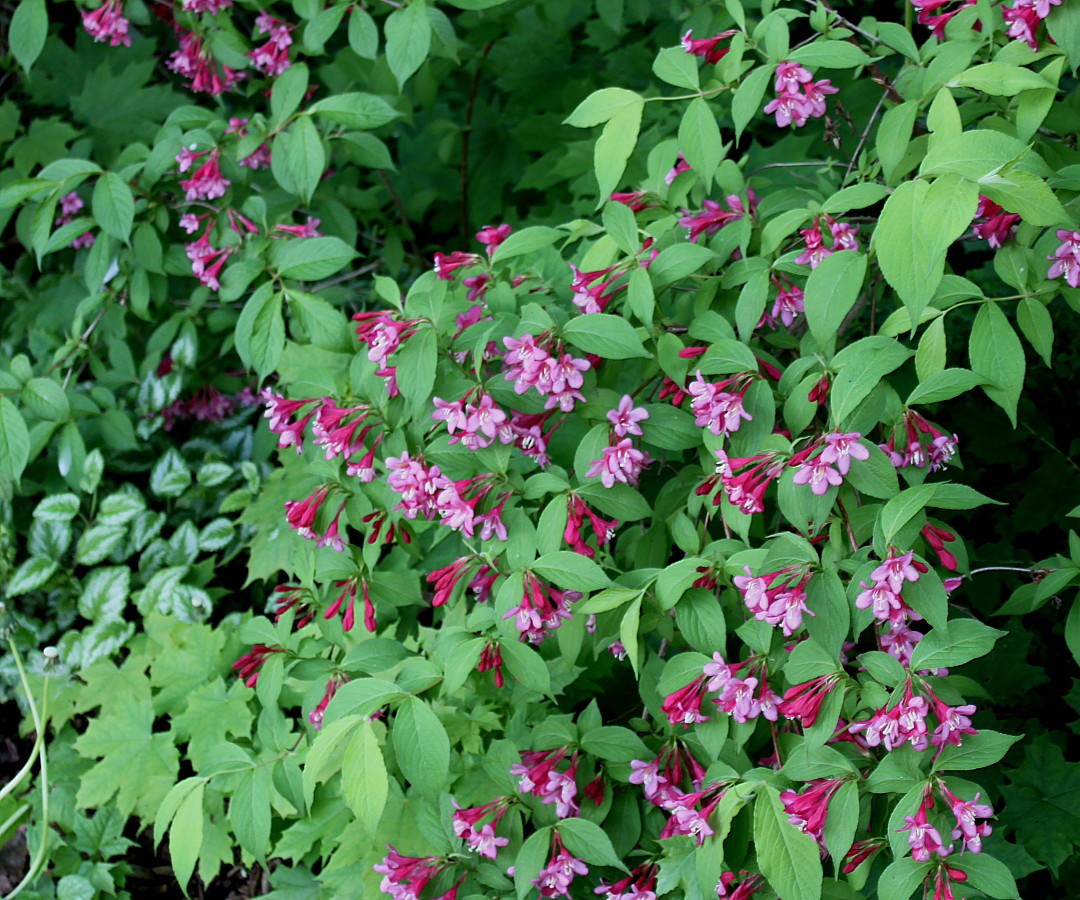 Image of Weigela florida specimen.