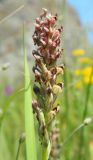 Anacamptis coriophora. Соцветие. Украина, Донецкая обл., Володарский р-н, з-к \"Каменные могилы\". 01.06.2012.