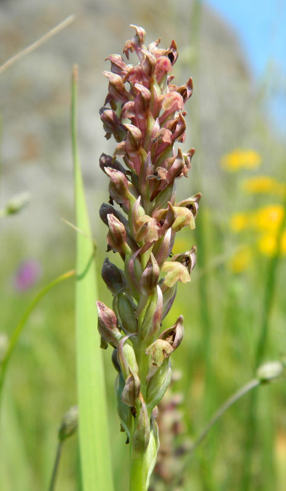 Image of Anacamptis coriophora specimen.