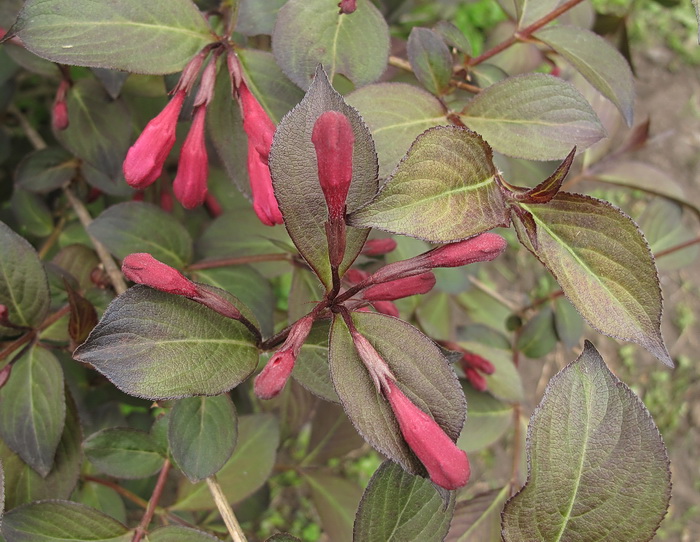 Image of Weigela florida specimen.