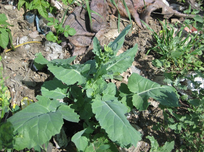 Image of Brassica napus specimen.