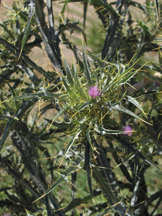 Image of Picnomon acarna specimen.