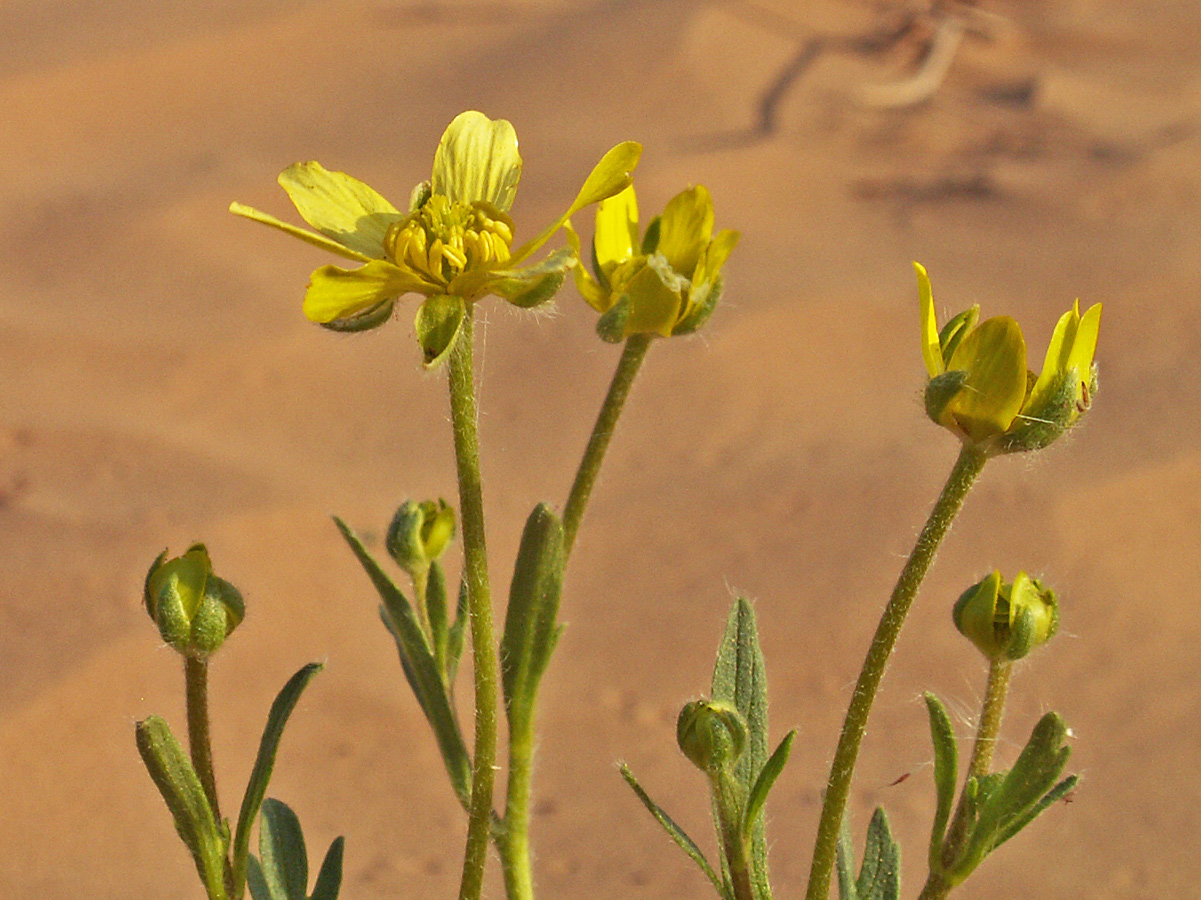 Image of Ranunculus oxyspermus specimen.