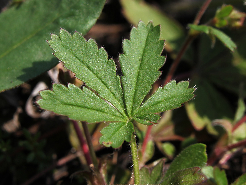 Изображение особи Potentilla heptaphylla.