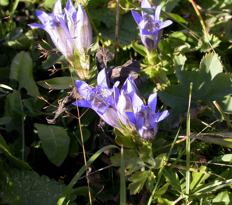 Image of Gentiana septemfida specimen.