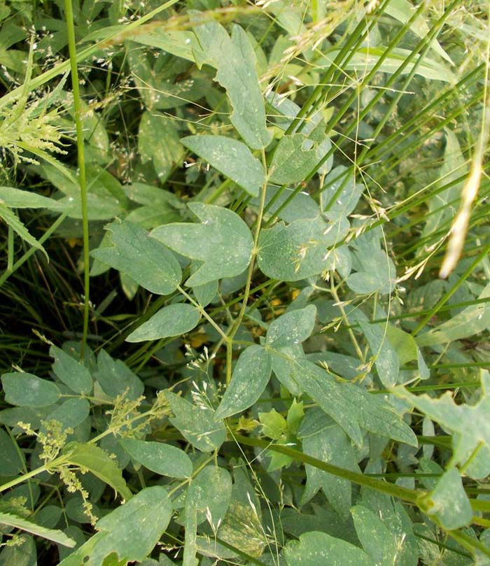 Image of Thalictrum flavum specimen.