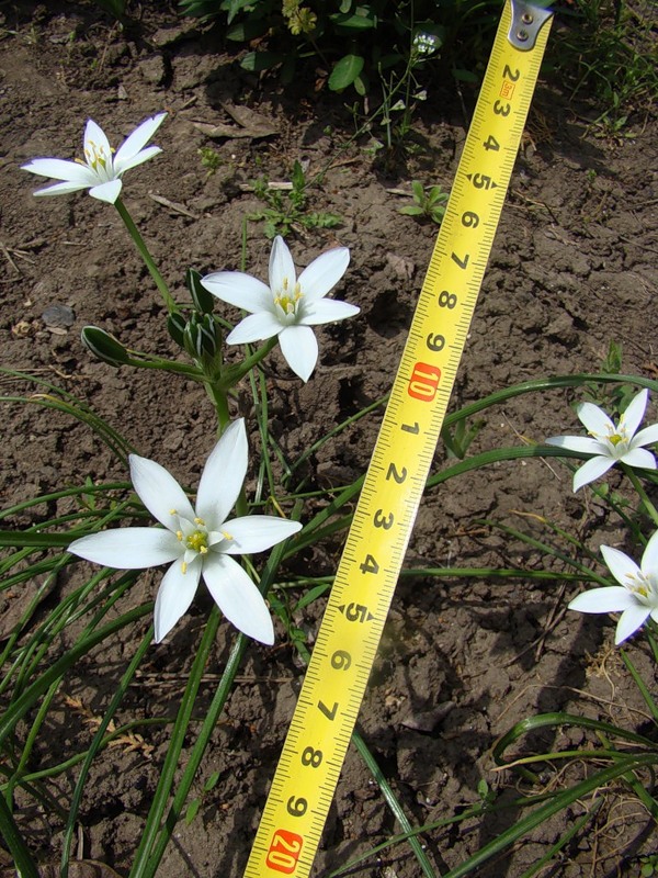 Изображение особи род Ornithogalum.