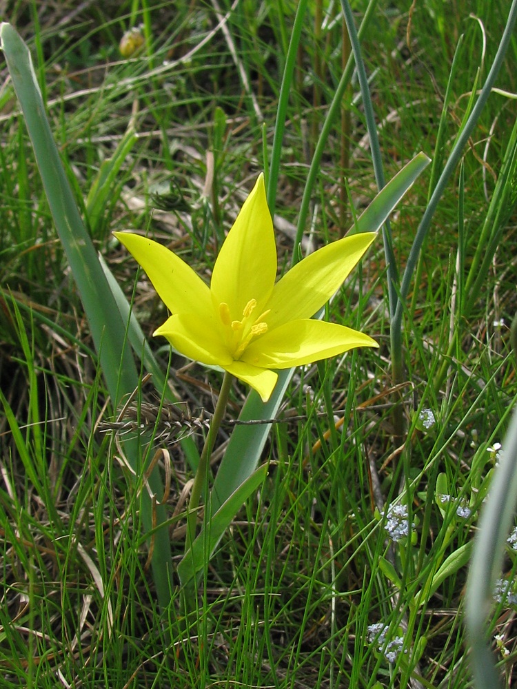 Изображение особи Tulipa biebersteiniana.