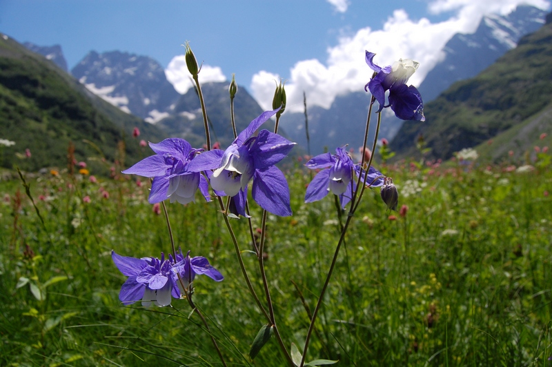 Изображение особи Aquilegia olympica.