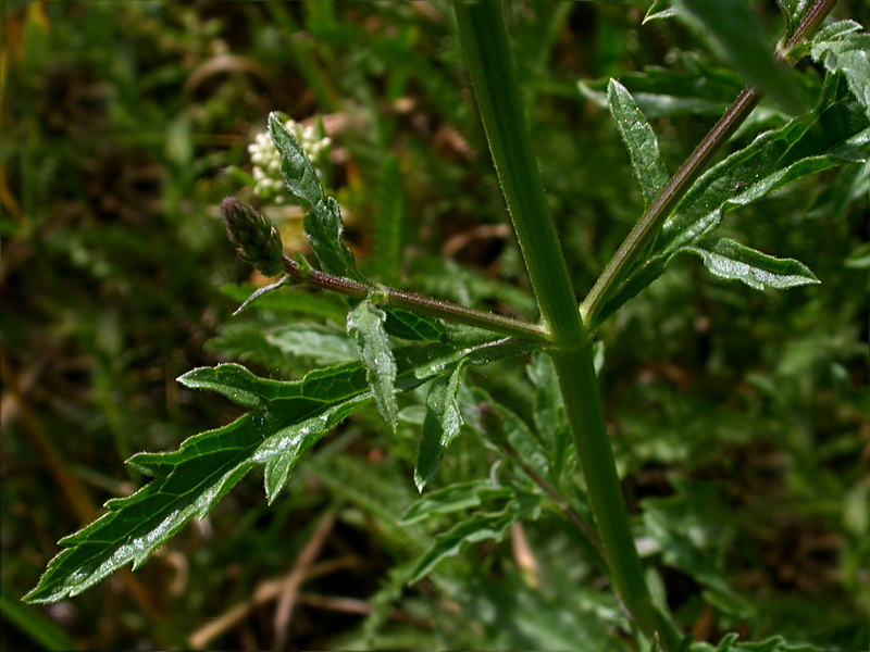 Изображение особи Verbena officinalis.