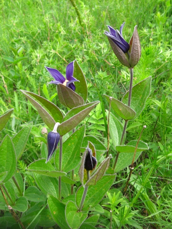 Image of Clematis integrifolia specimen.