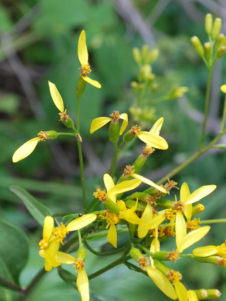 Image of Ligularia thomsonii specimen.