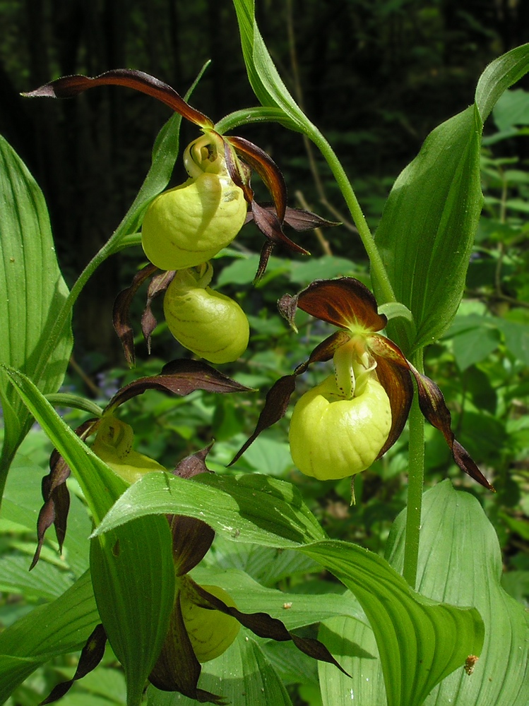 Image of Cypripedium calceolus specimen.