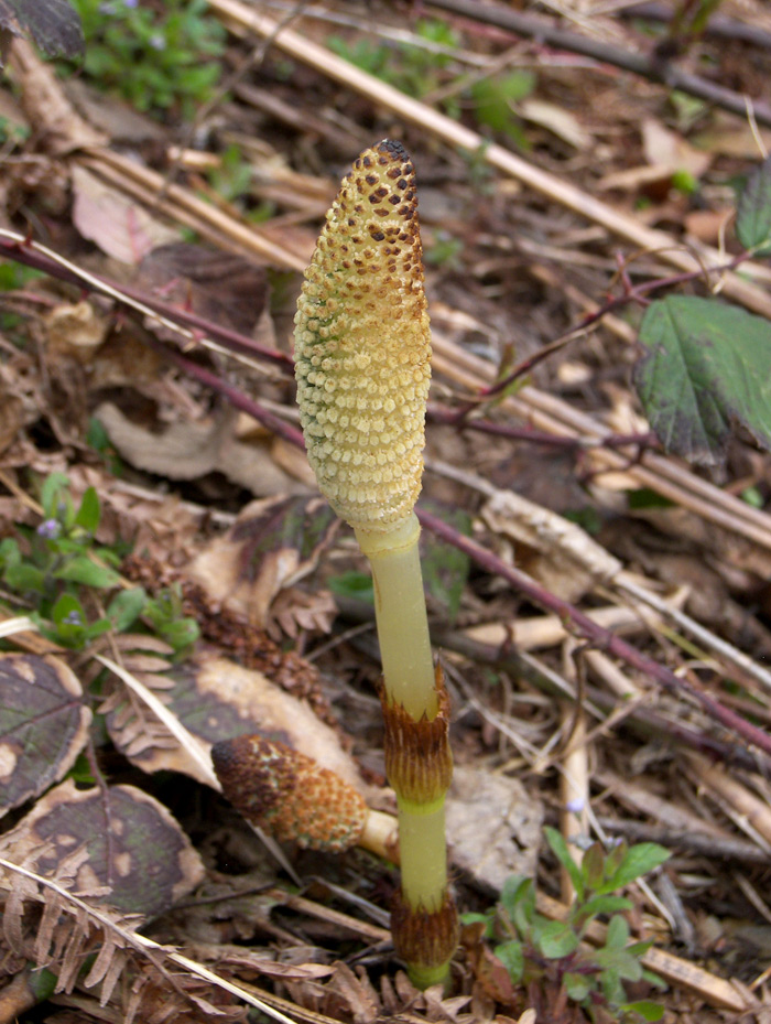 Image of Equisetum telmateia specimen.