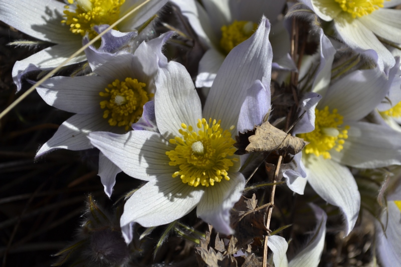 Image of Pulsatilla multifida specimen.