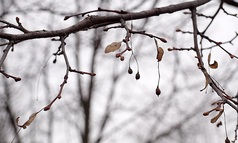 Изображение особи Tilia cordata.