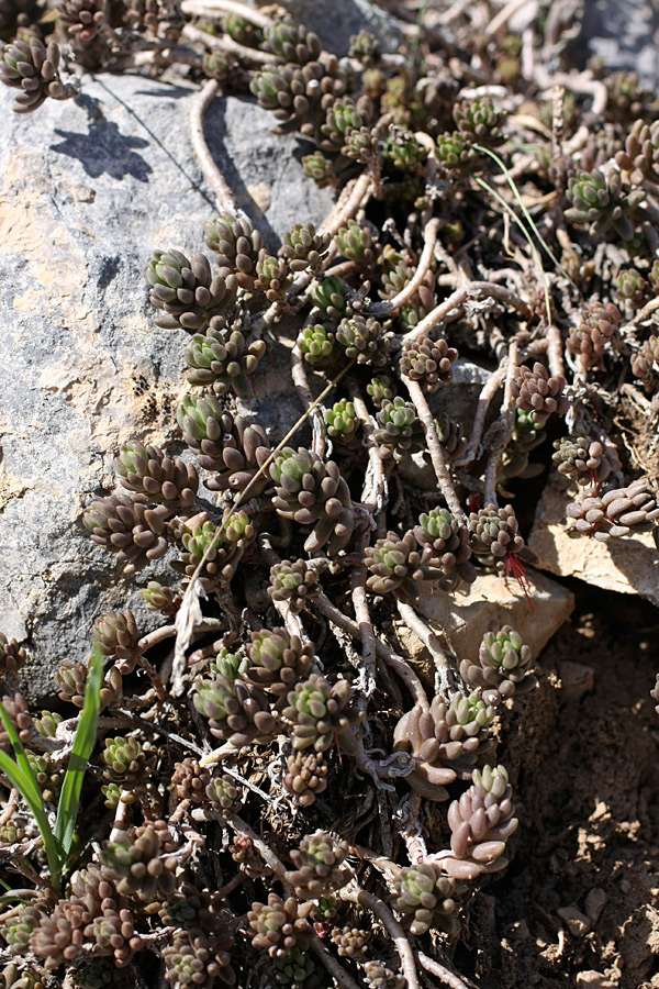 Изображение особи Sedum alberti.