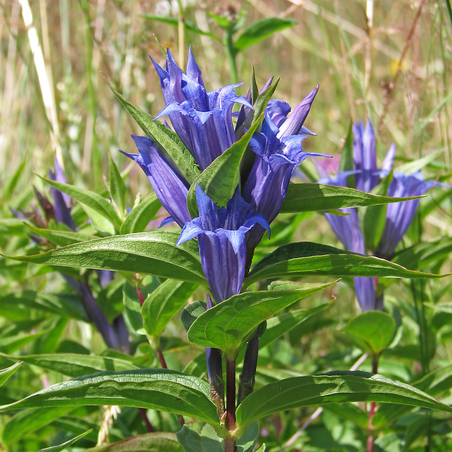 Image of Gentiana asclepiadea specimen.