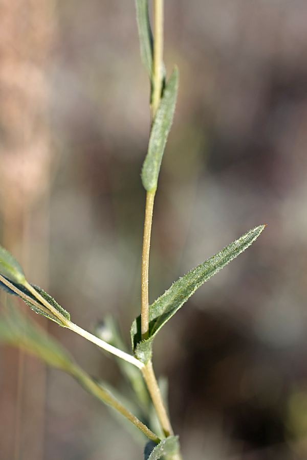 Image of Hyalea pulchella specimen.