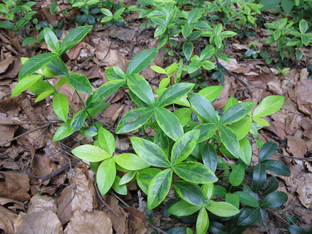 Image of Vinca minor specimen.