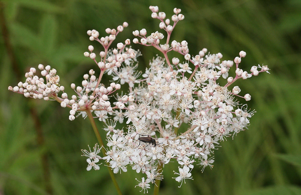 Изображение особи Filipendula palmata.