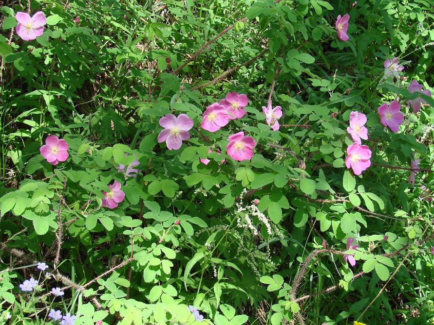 Image of Rosa acicularis specimen.