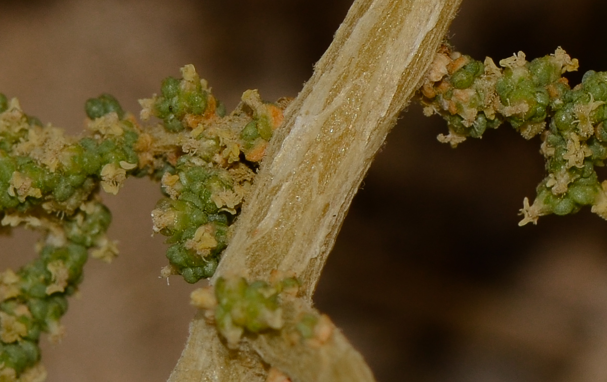 Image of Salsola imbricata specimen.