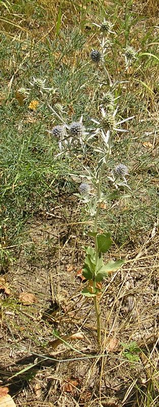 Изображение особи Eryngium planum.