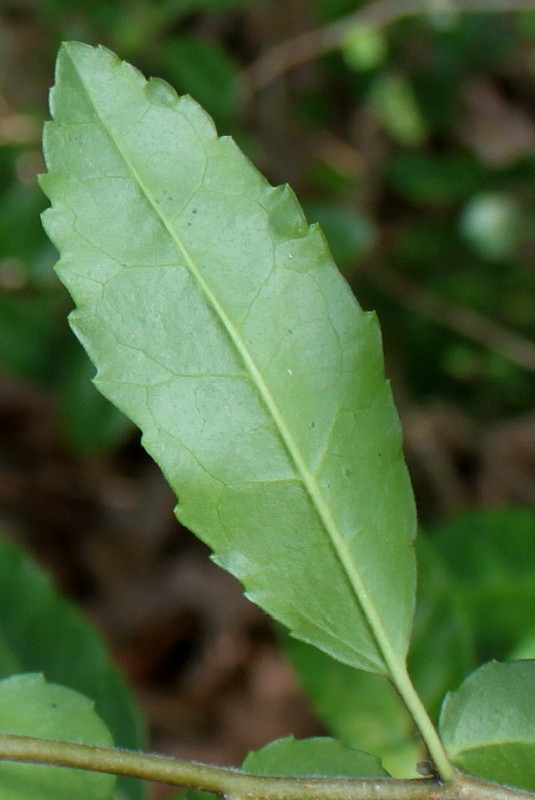 Image of Azara serrata specimen.