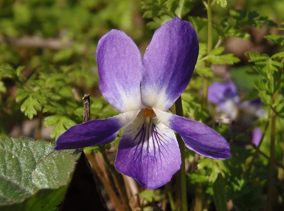 Image of Viola odorata specimen.