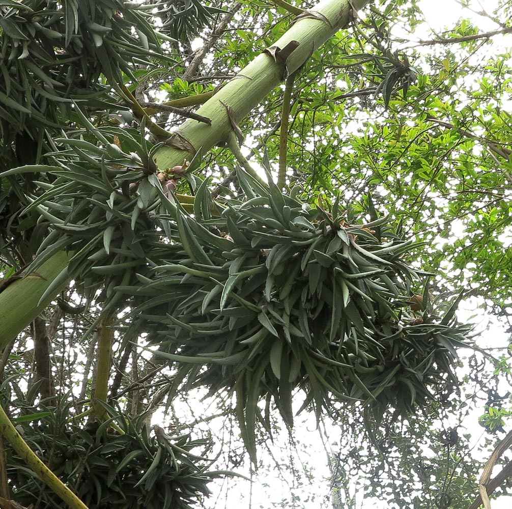 Image of Agave americana specimen.